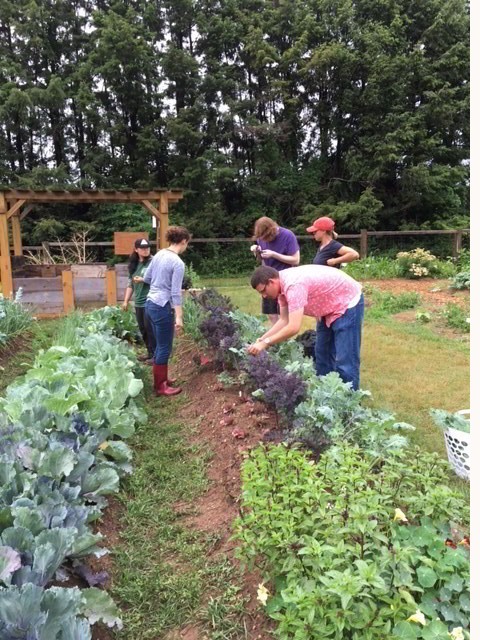 Students harvesting kale.
