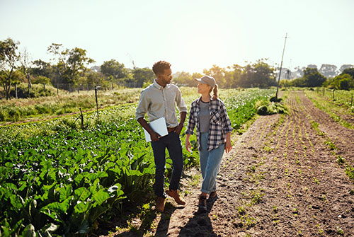 Agronomist and partners in agribusiness looking happy during harvest season.